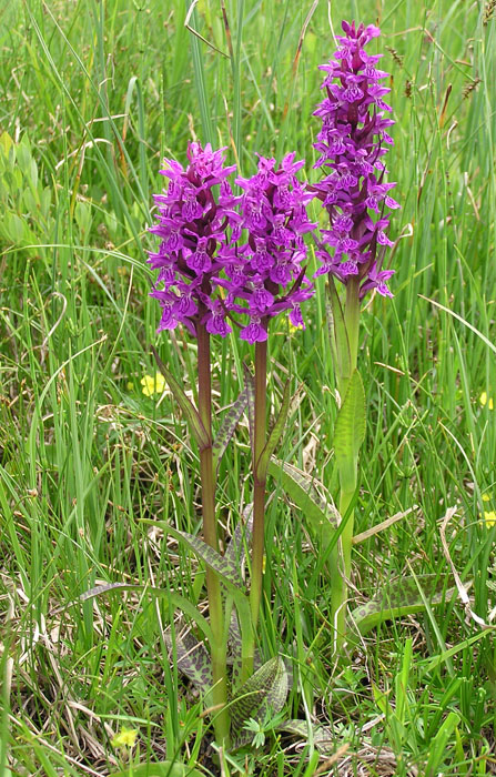 Dactylorhiza majalis / Orchide a foglie larghe